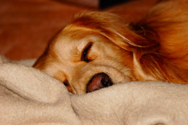 Hundebetreuung Friedrichshain 1